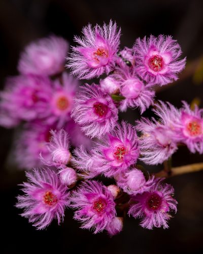 Verticordia fimbrilepis, photographed by Cal Wood