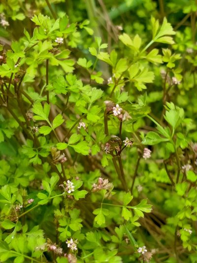Chaerophyllum ramosum, photographed by John Barkla