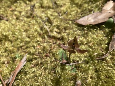 Chiloglottis gunnii, photographed by krumpianking