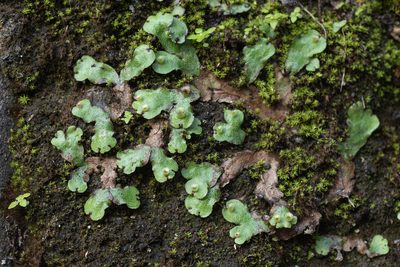 Marchantia paleacea, photographed by 國立臺灣博物館