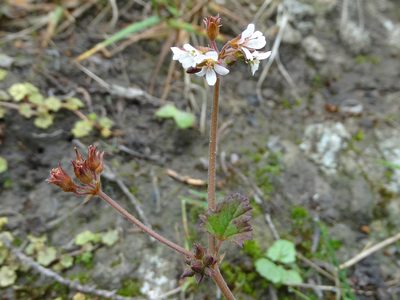 Pelargonium inodorum, photographed by derek_onley