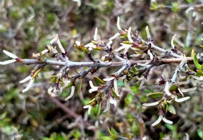 Coprosma cheesemanii, photographed by John Barkla