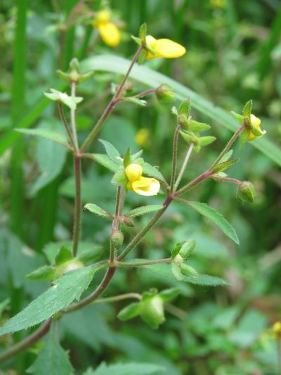Calceolaria mexicana, photographed by Juan Carlos Caicedo Hernández