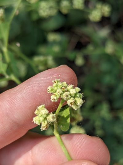 Salpianthus purpurascens, photographed by Eric Knight