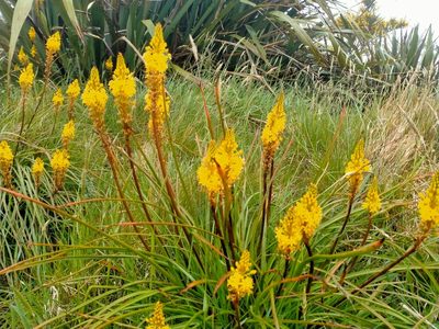 Bulbinella angustifolia, photographed by John Barkla