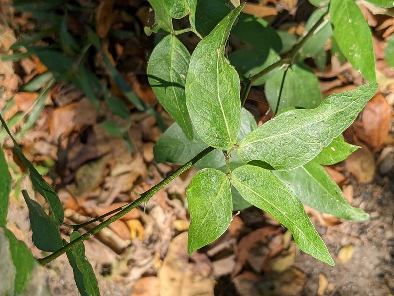 Pithecellobium lanceolatum, photographed by Eric Knight