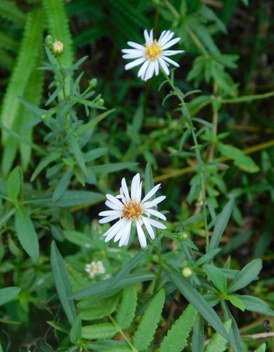 Symphyotrichum simmondsii, photographed by juniem