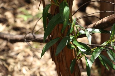 Eucalyptus microcodon, photographed by Greg Tasney