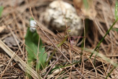 Chiloglottis sylvestris, photographed by Greg Tasney