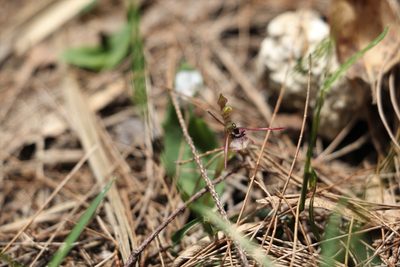 Chiloglottis sylvestris, photographed by Greg Tasney