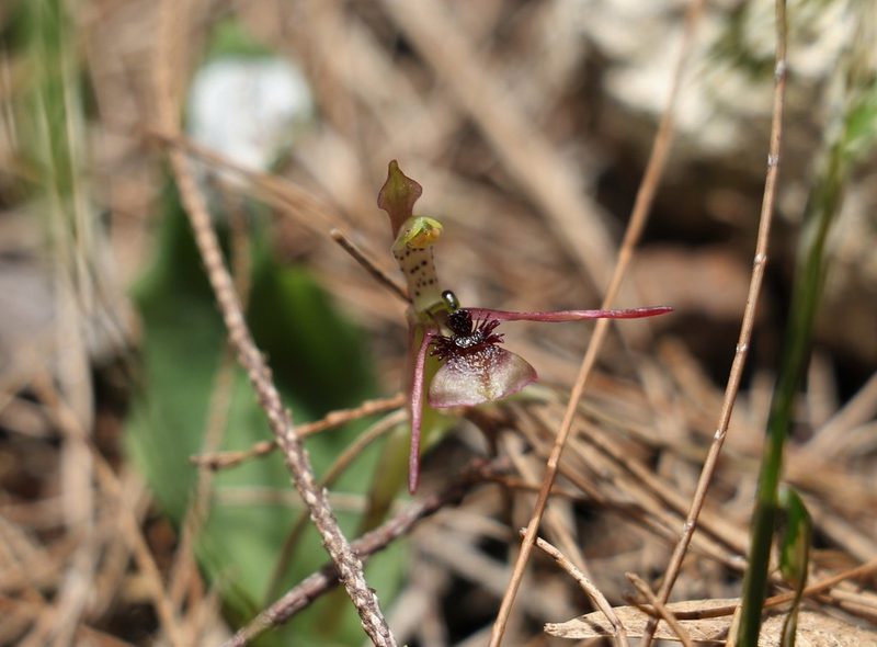 Chiloglottis sylvestris, photographed by Greg Tasney