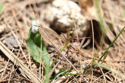 Chiloglottis sylvestris, photographed by Greg Tasney