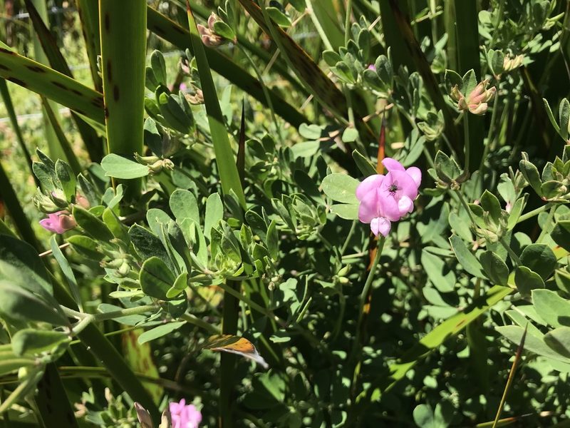 Lotus australis, photographed by Miguel de Salas
