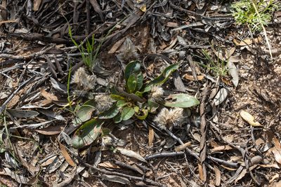Ptilotus seminudus, photographed by T. Hammer