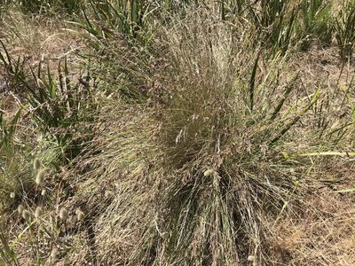 Poa poiformis, photographed by Miguel de Salas