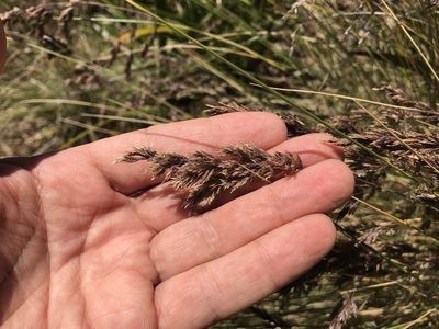 Poa poiformis, photographed by Miguel de Salas