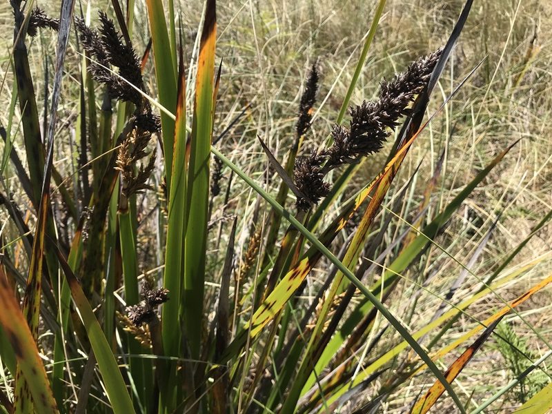Lepidosperma gladiatum, photographed by Miguel de Salas