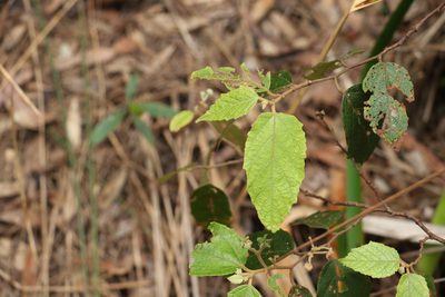 Seringia arborescens, photographed by Greg Tasney