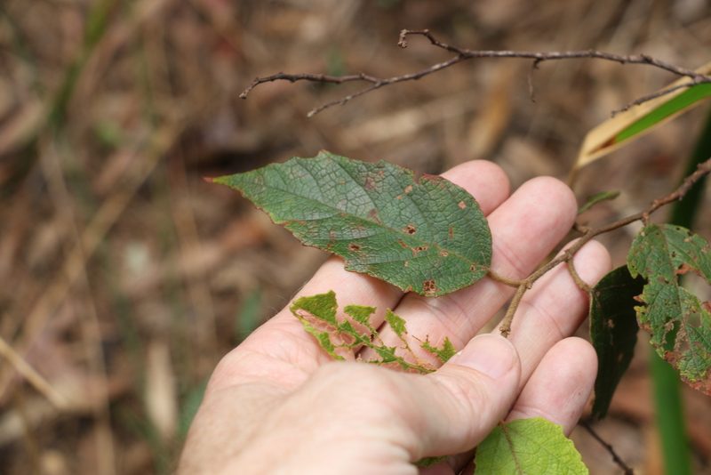 Seringia arborescens, photographed by Greg Tasney