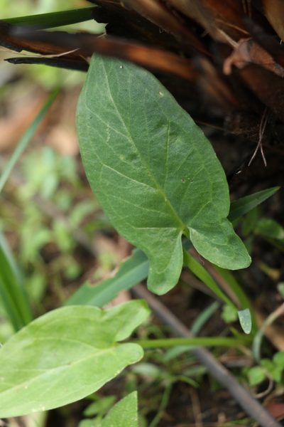 Lazarum brownii, photographed by Greg Tasney