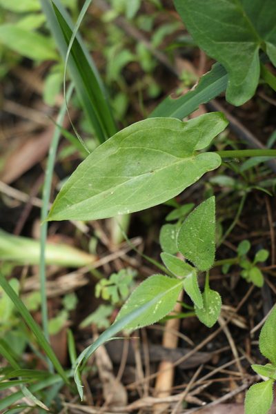 Lazarum brownii, photographed by Greg Tasney