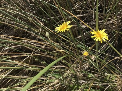 Picris angustifolia, photographed by Miguel de Salas