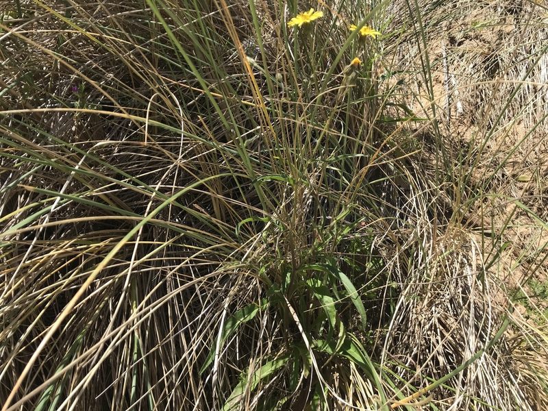 Picris angustifolia, photographed by Miguel de Salas