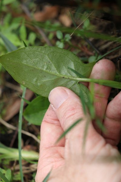 Lazarum brownii, photographed by Greg Tasney