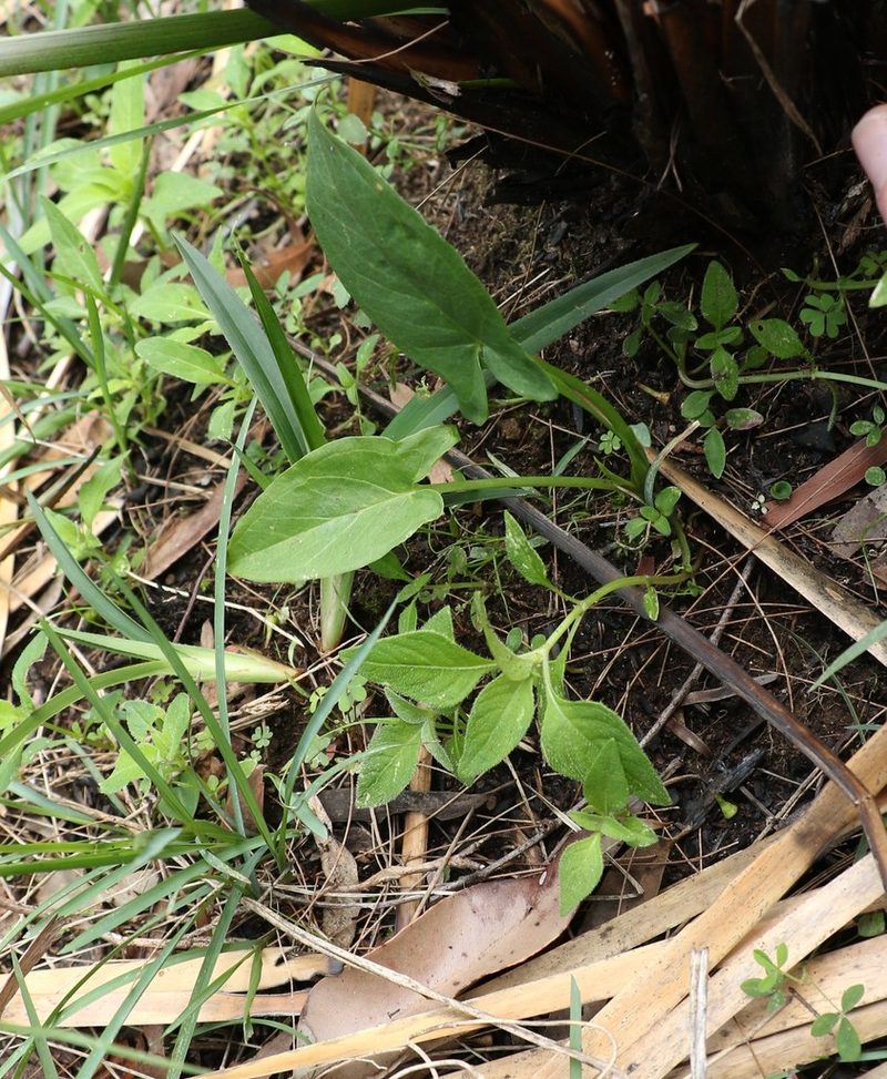 Lazarum brownii, photographed by Greg Tasney