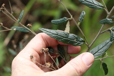 Olearia nernstii, photographed by Greg Tasney