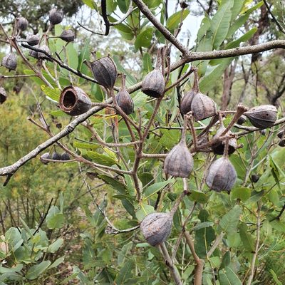 Angophora hispida, photographed by ronavery