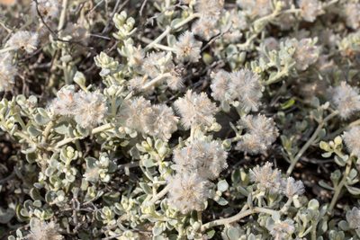 Ptilotus obovatus, photographed by T. Hammer