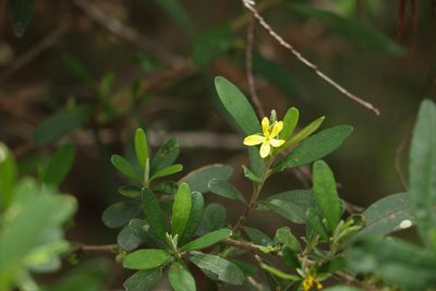 Hibbertia hexandra, photographed by Greg Tasney