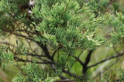 Callitris monticola, photographed by Greg Tasney