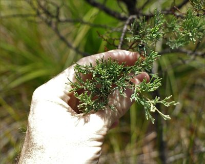 Callitris monticola, photographed by Greg Tasney