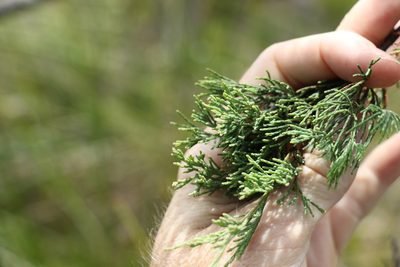 Callitris monticola, photographed by Greg Tasney