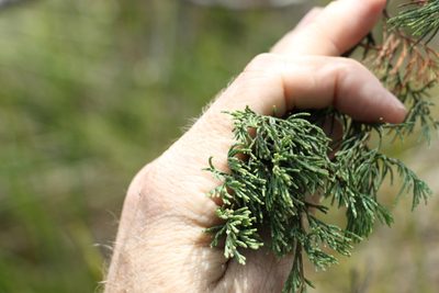 Callitris monticola, photographed by Greg Tasney