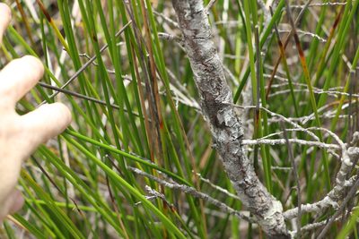 Callitris monticola, photographed by Greg Tasney