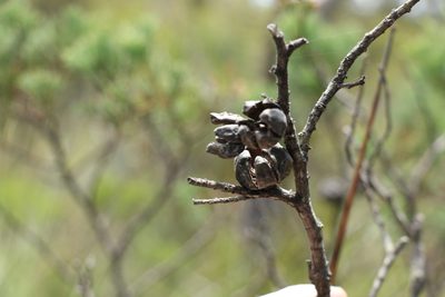 Callitris monticola, photographed by Greg Tasney