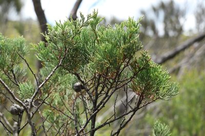 Callitris monticola, photographed by Greg Tasney