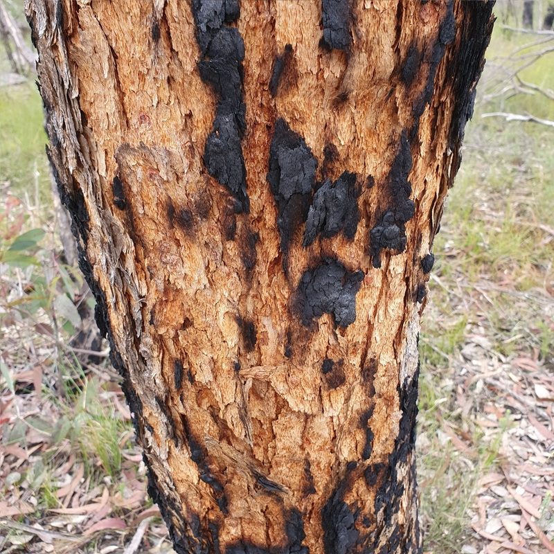 Corymbia eximia, photographed by ronavery