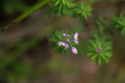 Comesperma esulifolium, photographed by Greg Tasney