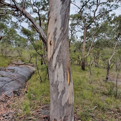 Eucalyptus punctata, photographed by ronavery