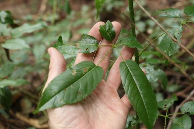Rubus nebulosus, photographed by Greg Tasney