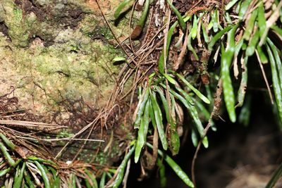 Aenigmatogrammitis stenophylla, photographed by Greg Tasney