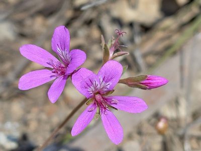 Pelargonium rodneyanum, photographed by Dylan Wishart