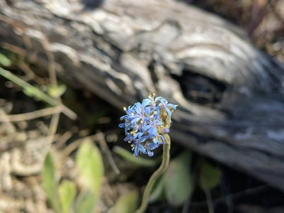 Brunonia australis, photographed by Dylan Wishart