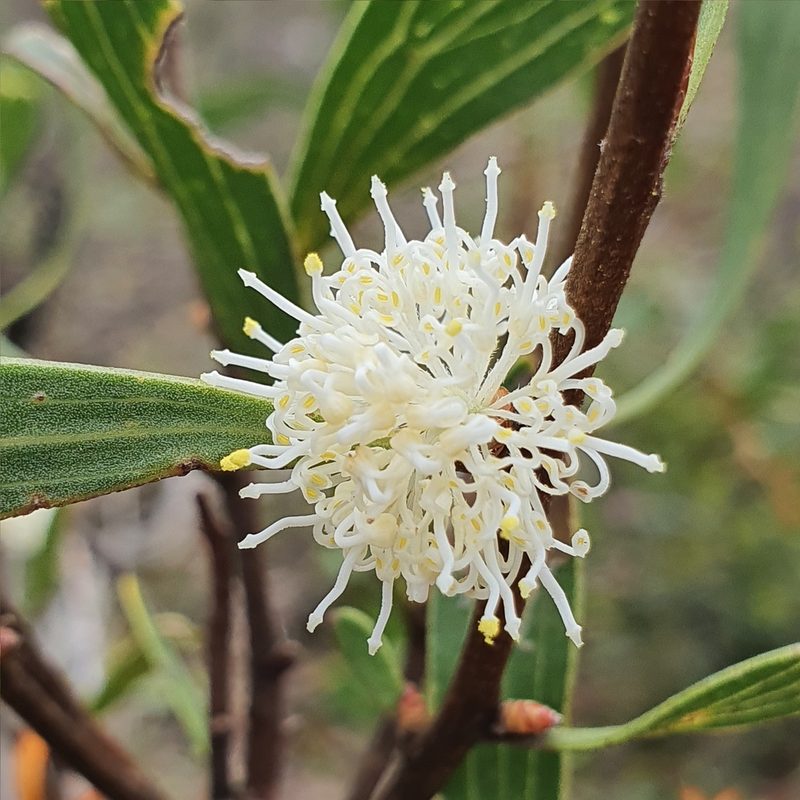 Hakea dactyloides, photographed by ronavery