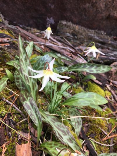Erythronium citrinum, photographed by Matt Berger