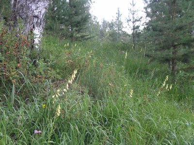 Digitalis grandiflora, photographed by Oleg Kosterin